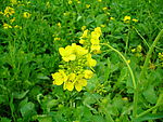 油菜花