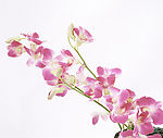 花束