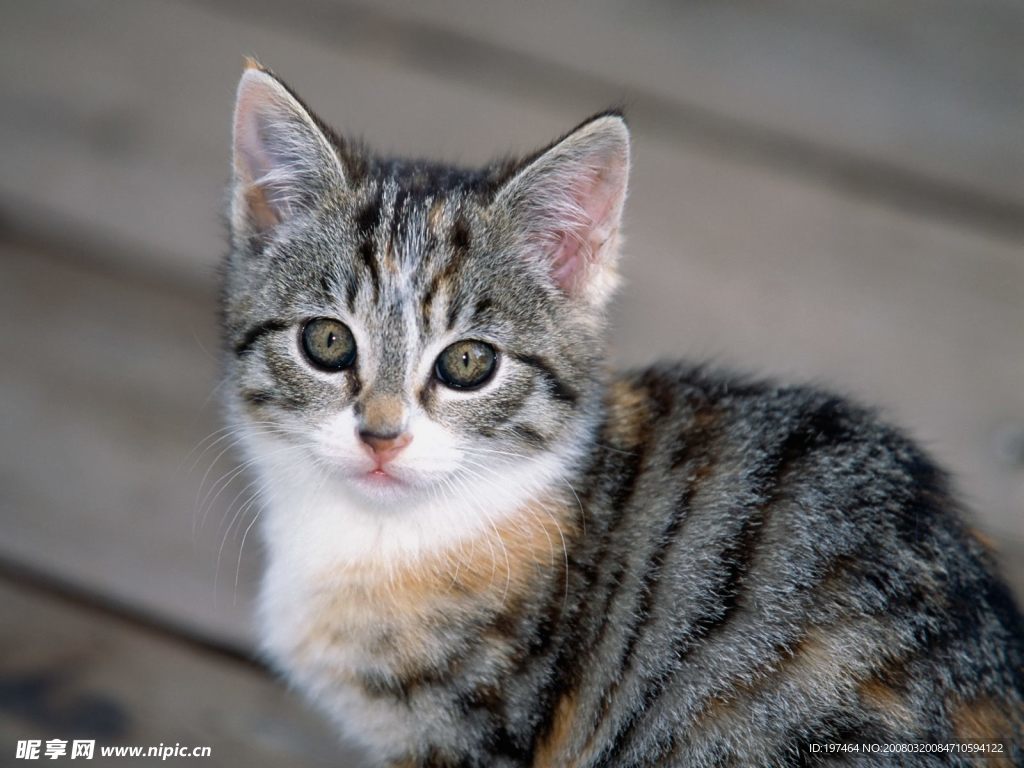 小猫