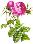 漂亮的花