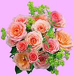 玫瑰花
