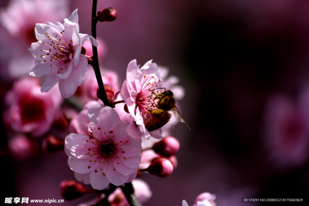 蜜蜂 桃花
