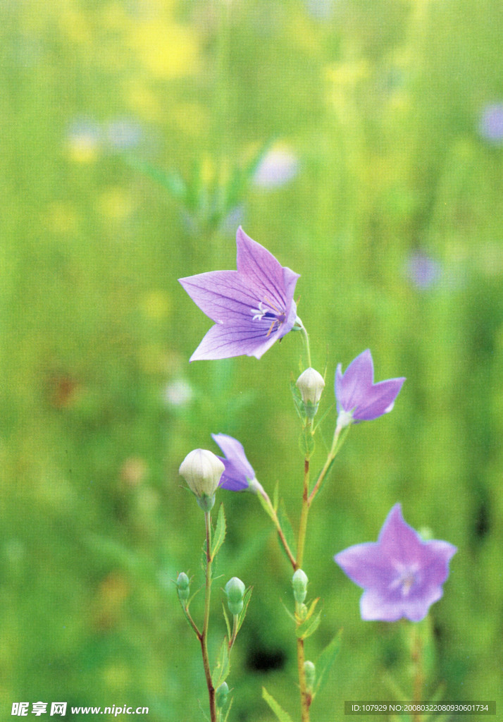 小花儿