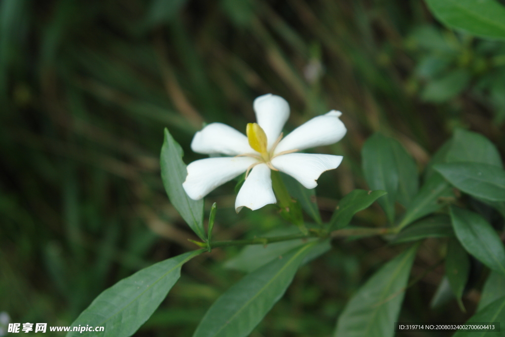 栀子花