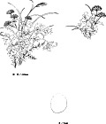日本专业设计矢量花草