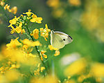 黄花黄蝶