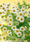 白色雏菊
