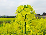 油菜花