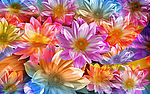 缤纷花世界