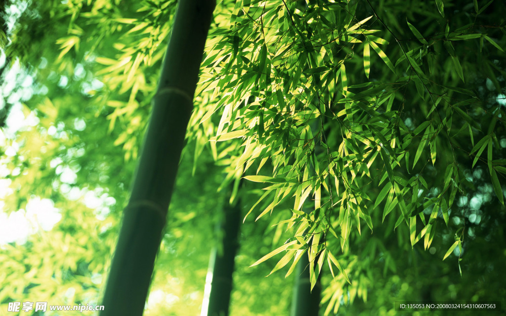 竹林深处 竹子