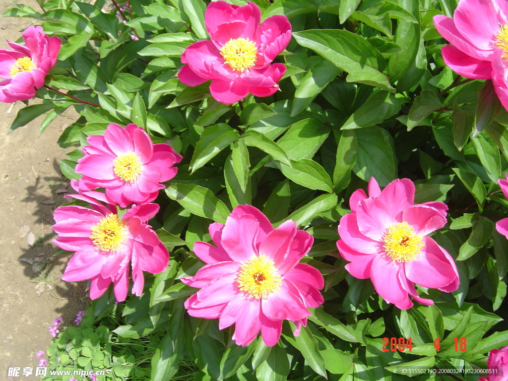 芍药