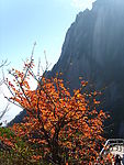 黄山风光
