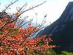 黄山风光