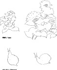 日本专业设计矢量花草