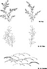 日本专业设计矢量花草