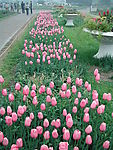 郁金香花坛