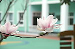 玉兰花