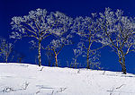 雪景素材，高精度摄影照片