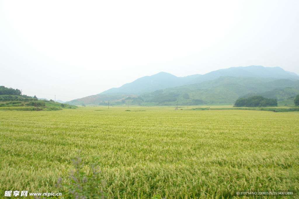 麻姑米