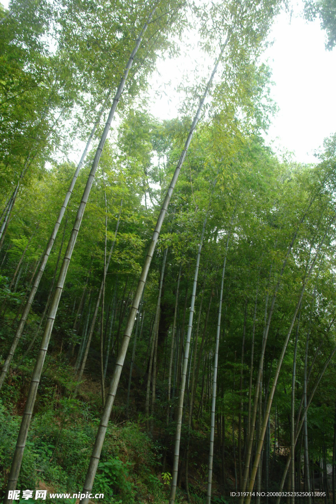 修竹