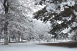 雪景