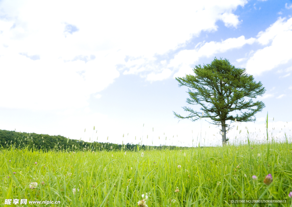 草原草地