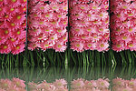 雏菊