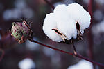 雪中花