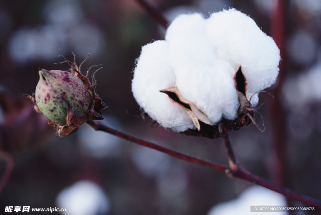 雪中花