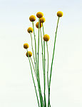 刺球花