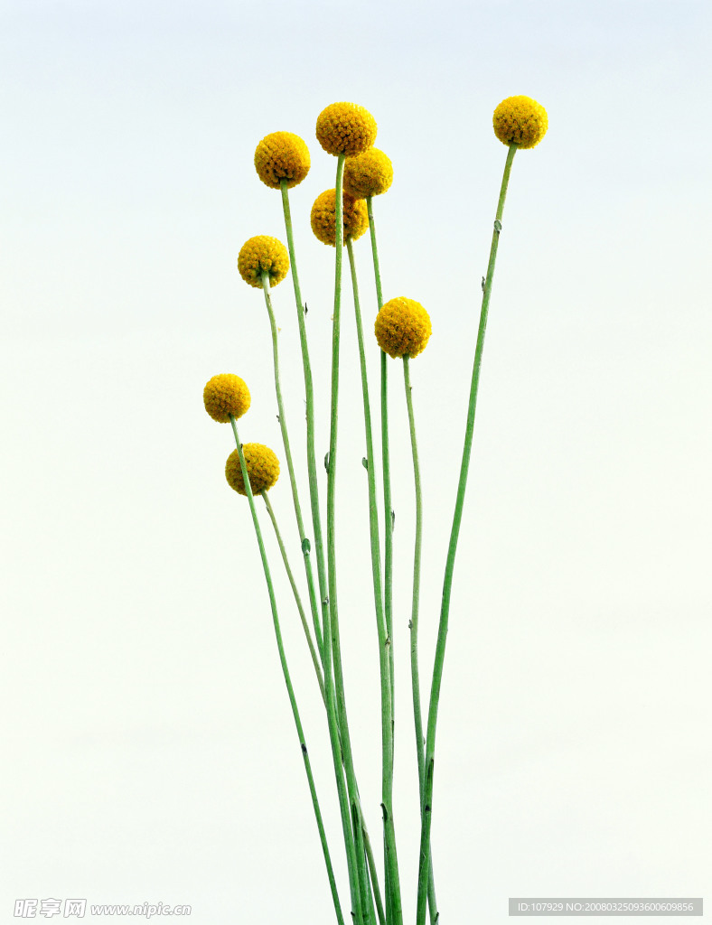 刺球花