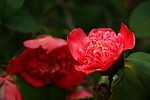 茶花