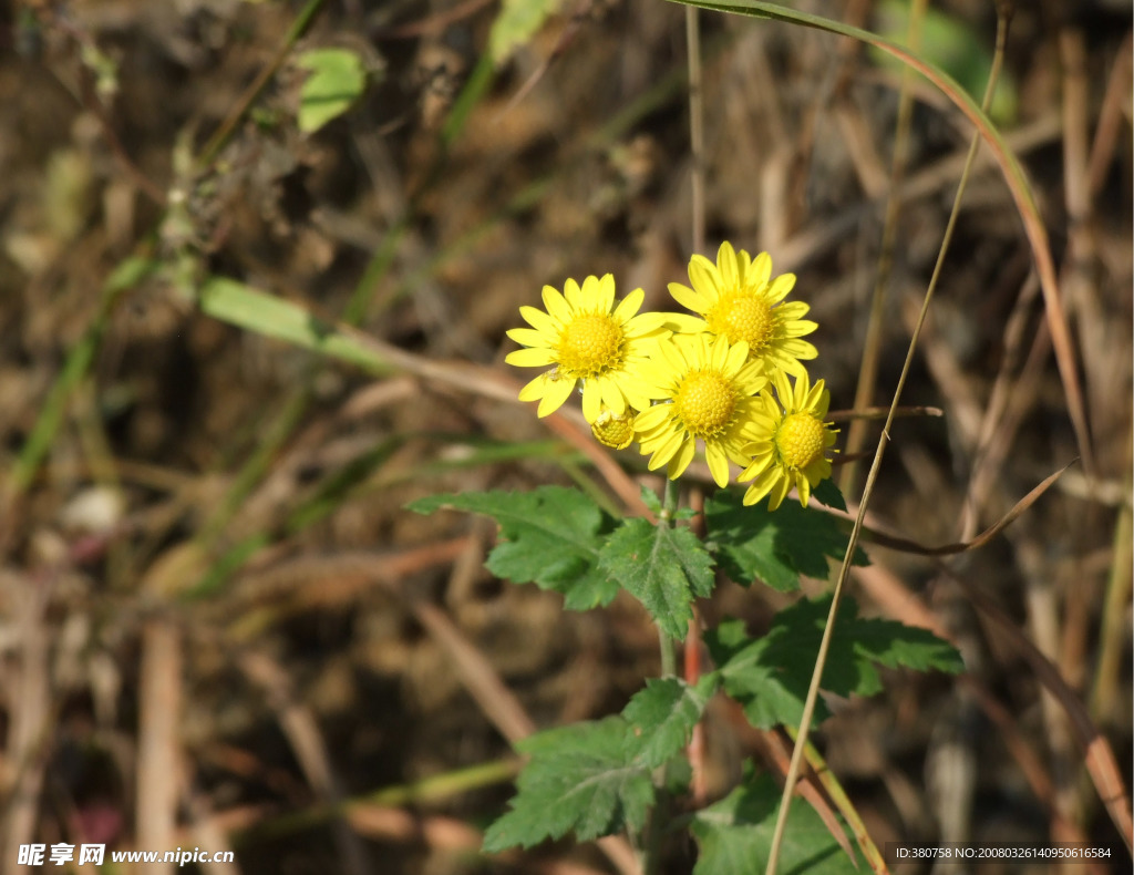 小菊花