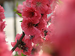 雾里看花