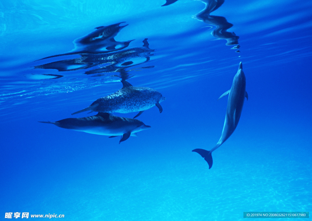 海底生物