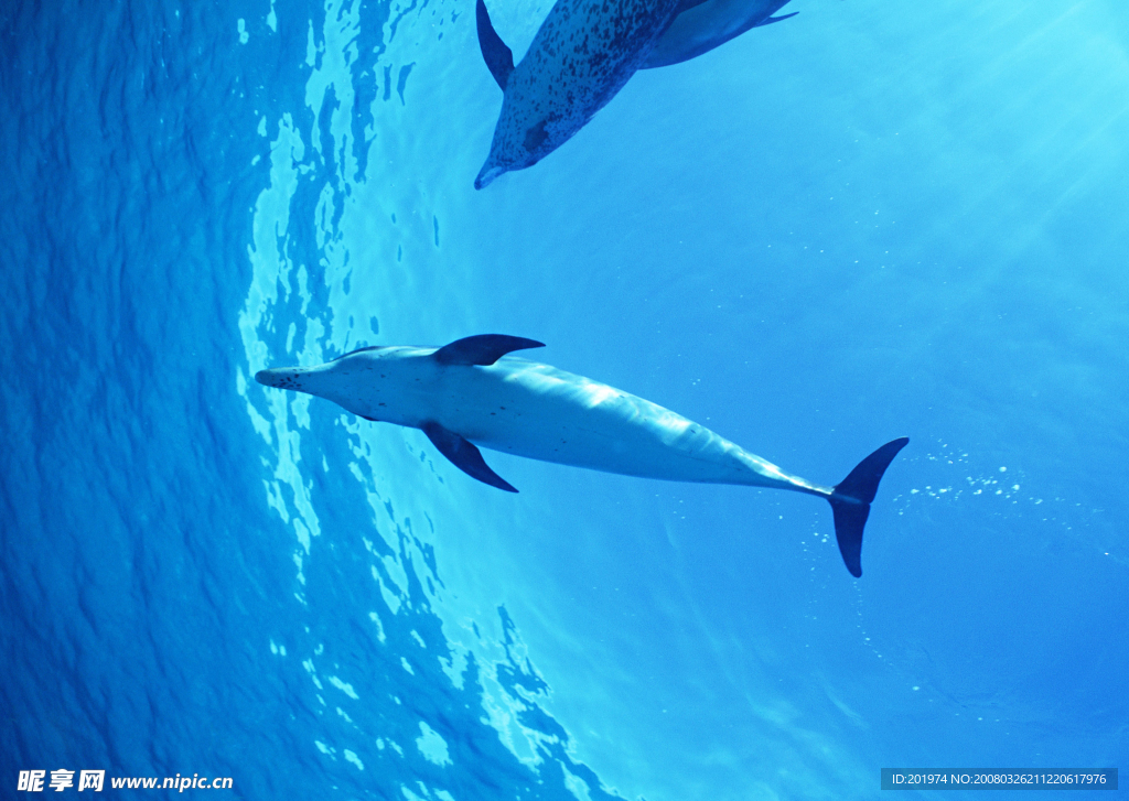 海底生物