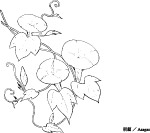 日本专业设计矢量花草