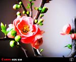 花草