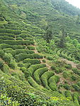 精美茶园