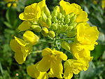 菜花