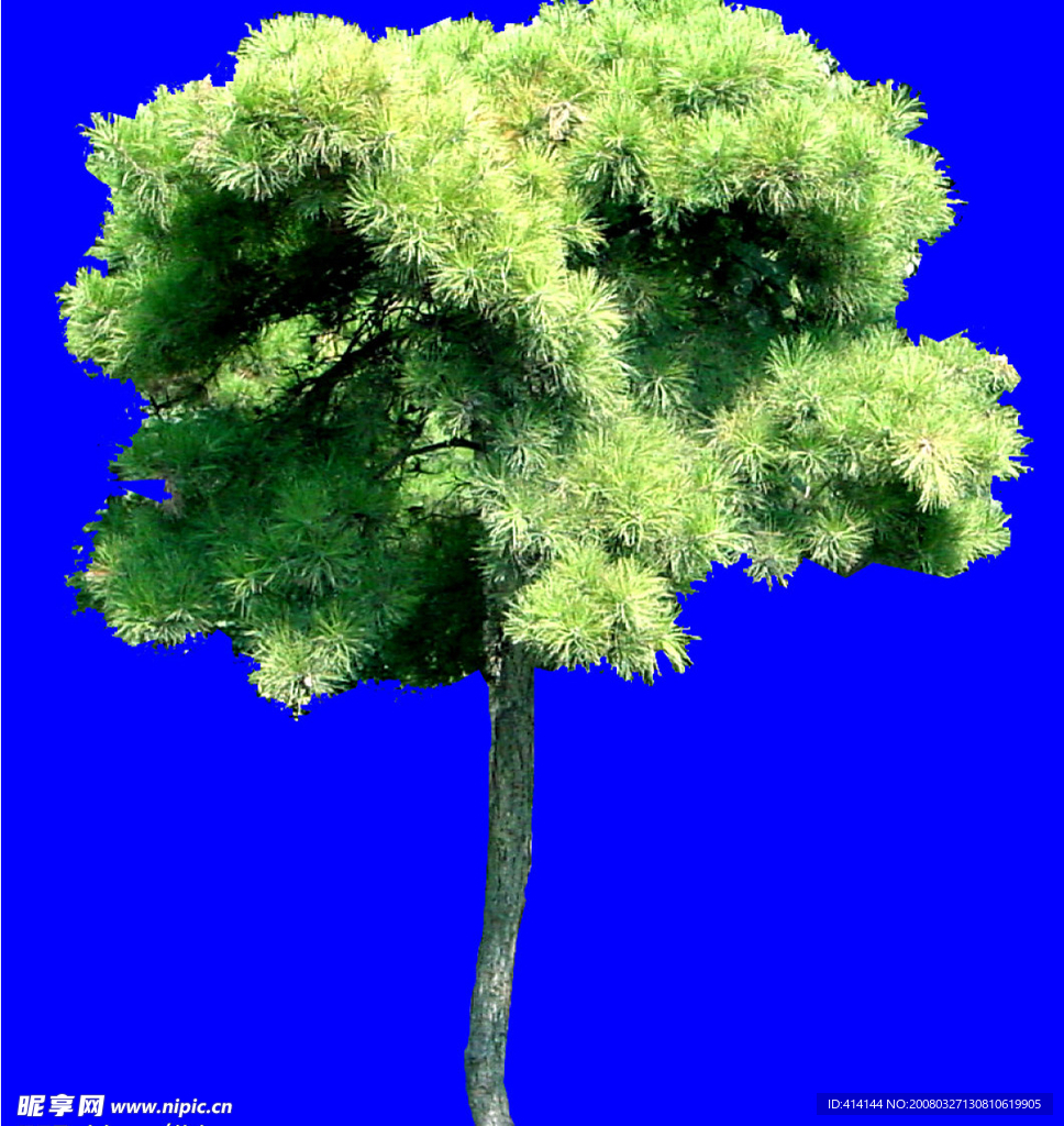树木类 分层 抠图 PSD 格式
