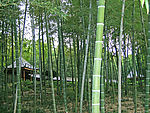 竹林