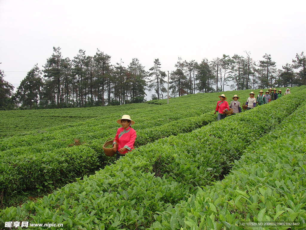茶园风情