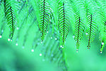 阳光雨露