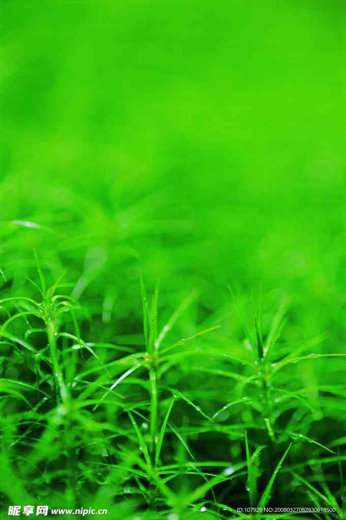 碧绿青草地