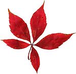 如花红叶