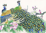 国画孔雀