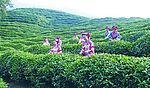 茶乡