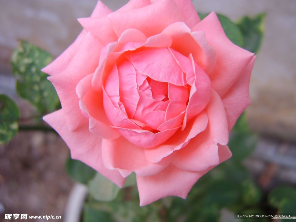 月季花