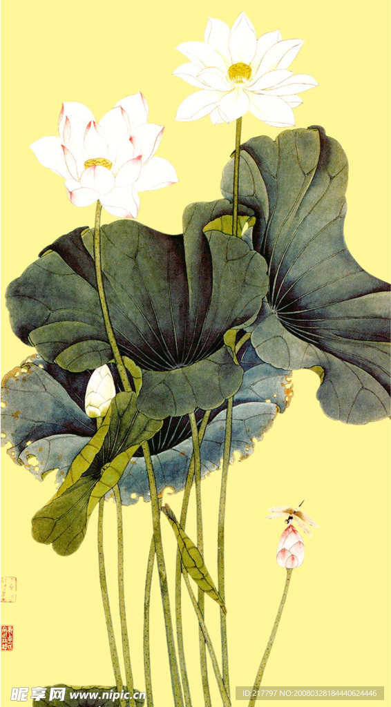 荷花